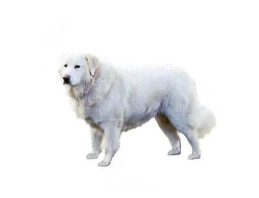 Maremma as deals a pet